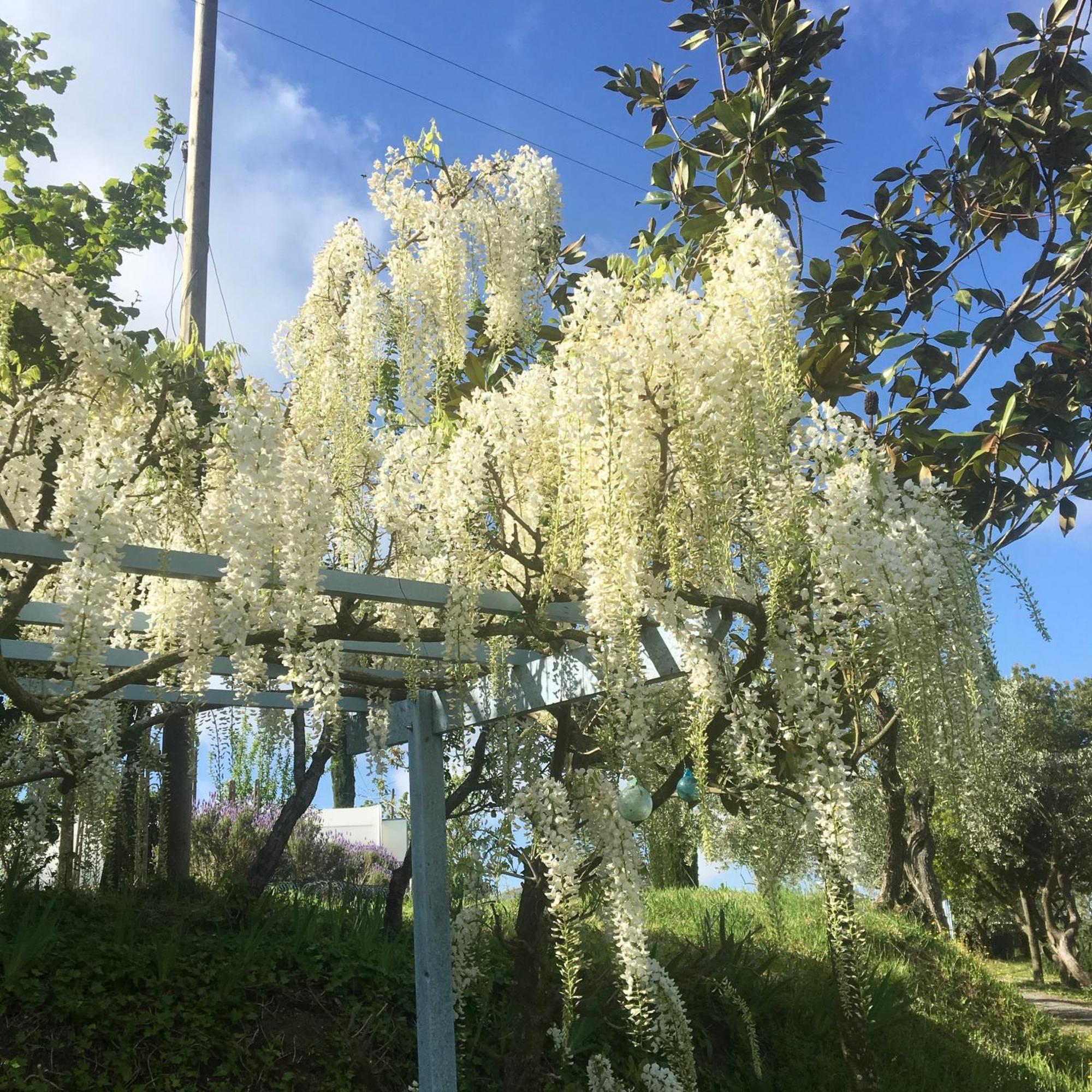 Appartamento Con Patio Privato E Giardino Tra Pisa E Firenze Palaia Luaran gambar
